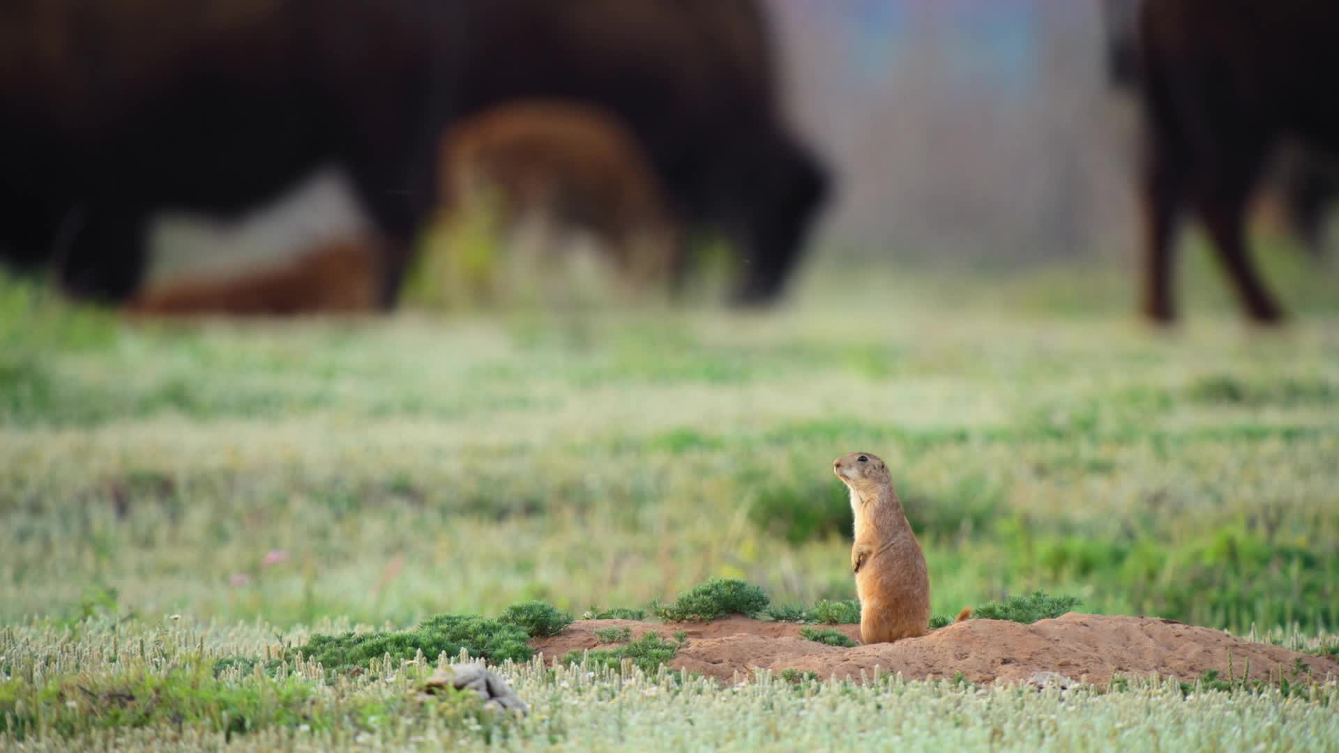 Thumbnail image for Texas Parks and Wildlife Show #3214